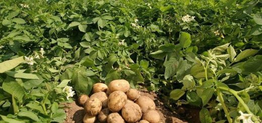 کاشت سیب زمینی