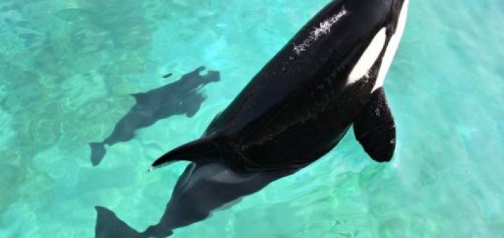 وال‌های قاتل