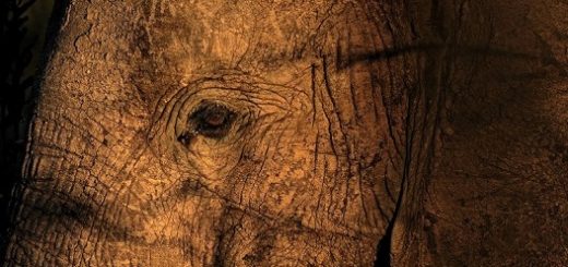 یک فیل در پارک حیات وحش تانزانیا/ عکس از afp