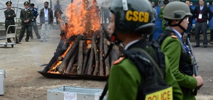 مراسم سوزاندن بیش از دو تن عاج در هانوی، ویتنام – عکس: AFP