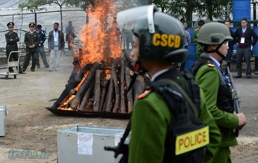مراسم سوزاندن بیش از دو تن عاج در هانوی، ویتنام – عکس: AFP