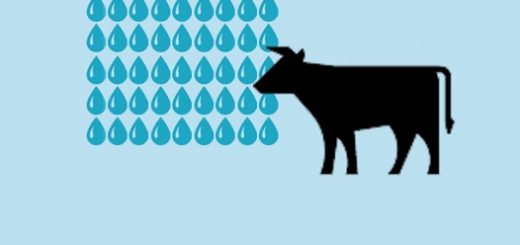 میانگین جهانی مصرف آب برای تولید یک کیلوگرم گوشت گاو ۱۵۴۰۰ لیتر است