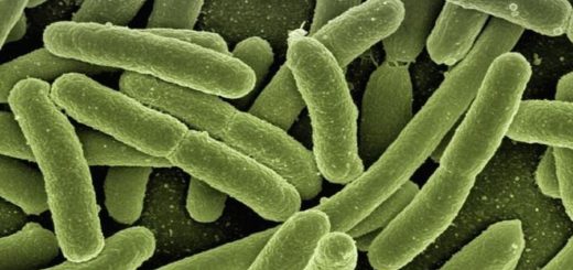 باکتری‌های دستگاه گوارشی