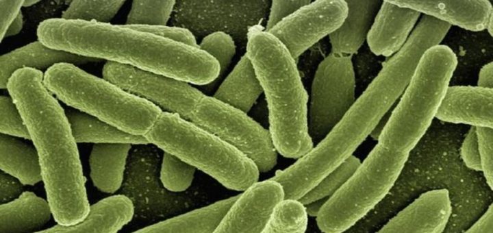 باکتری‌های دستگاه گوارشی