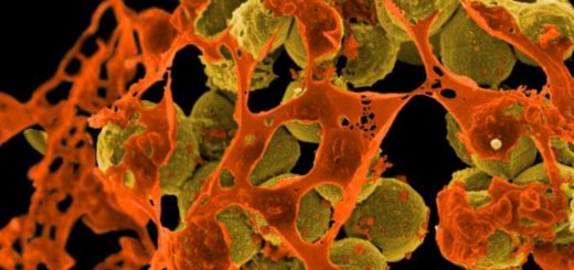 باکتری مقاوم به همه آنتی‌بیوتیک‌ها