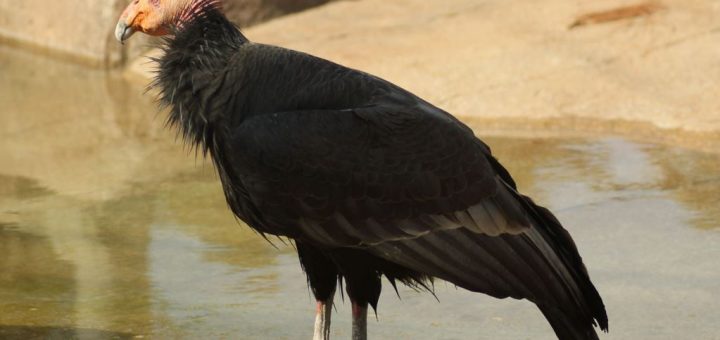 رُخ‌کرکس کالیفرنیا که در معرض انقراض است.