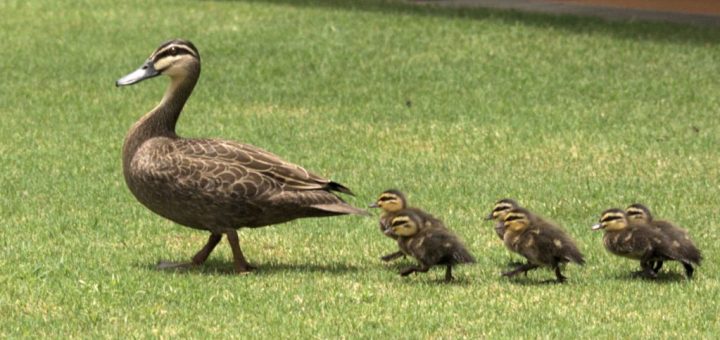 جوجه اردک‌