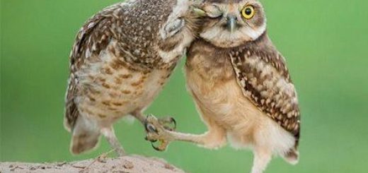 عااااقربون چشات به روايت تصوير