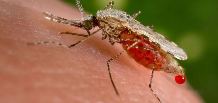 پشه آنوفل حامل انگل مالاریا