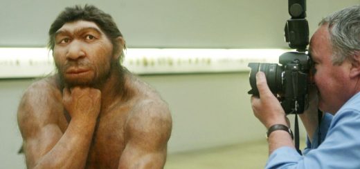 گروهی از پژوهشگران دانشگاه ادلید استرالیا به این نتیجه رسیده اند که یک گروه نئاندرتال ها اساسا گوشتخوار و گروه دیگر تقریبا بطور کامل گیاهخوار بوده است