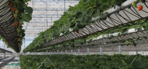 مزرعه ساندراپ در استرالیا