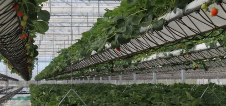 مزرعه ساندراپ در استرالیا