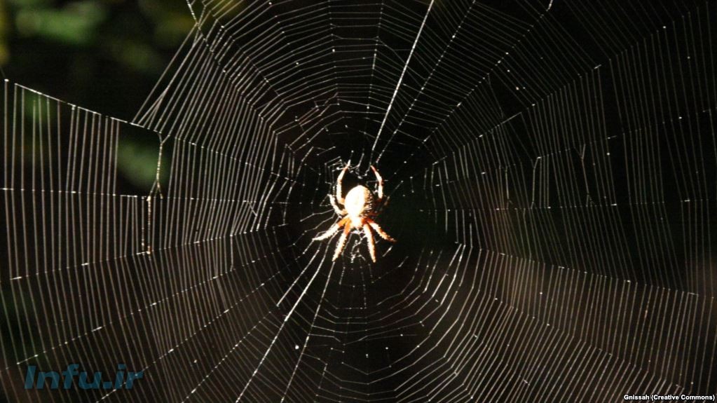 یک عنکبون گردباف از گونه موسوم به «عنکبوی باغی اروپایی»