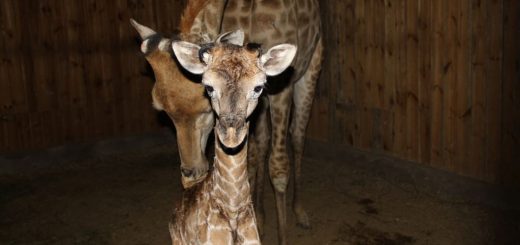 گردن‌دراز زرافه‌ها