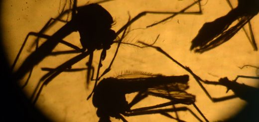 پشه‌های ناقل زیکا