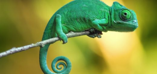 آفتاب‌پرست