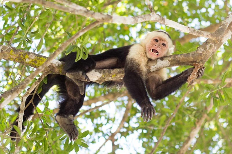 راهنمای سفر به کاستاریکا