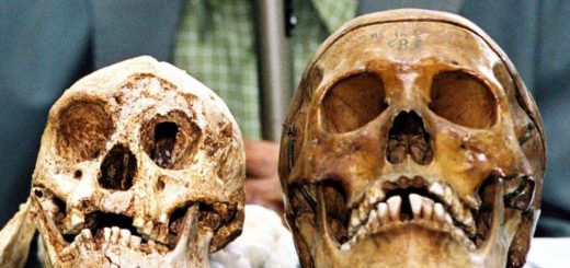 جمجمه سمت چپ متعلق به کوتوله‌های اندونزی است و جمجمه سمت راست متعلق به انسان‌های کنونی.