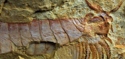 فسیل کشف شده در چین