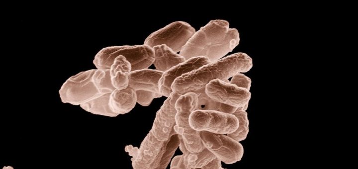 میکرو ارگانیسم‌ها