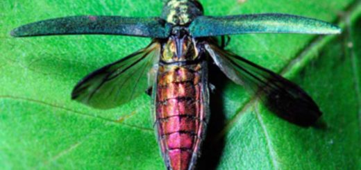 سوسک‌های سبز