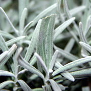 روغن رزماری