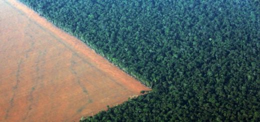 جنگل‌زدایی در آمازون برای کشت سویا. غرب برزیل چهارم اکتبر ۲۰۱۵