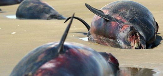 مرگ دلفین‌ها در جاسک