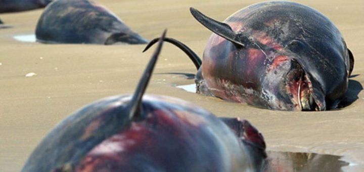 مرگ دلفین‌ها در جاسک