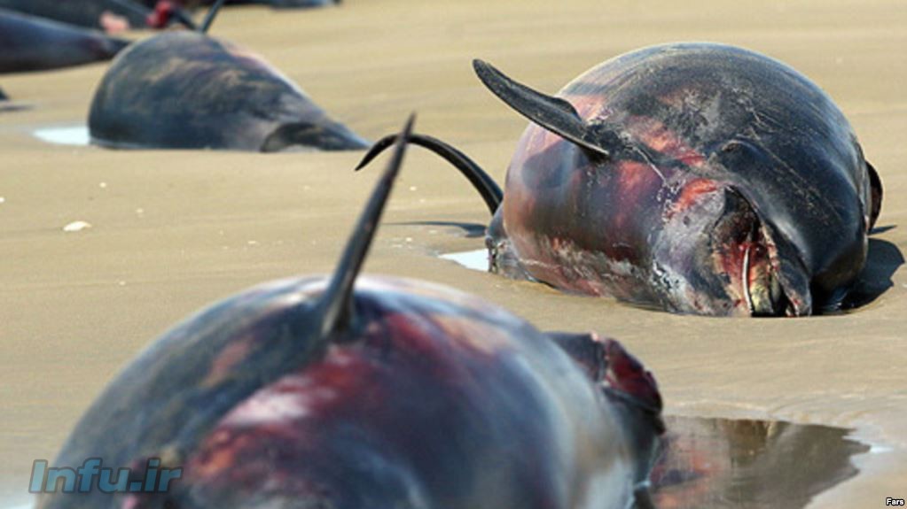 مرگ دلفین‌ها در جاسک