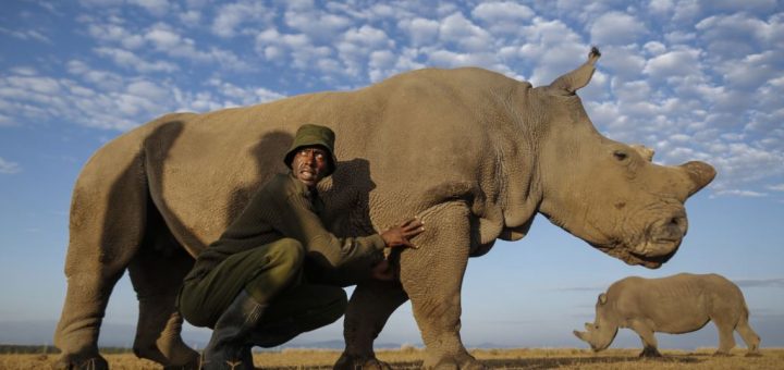 کرگدن‌های سفید