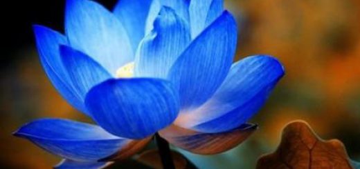 گل نیلوفر آبی