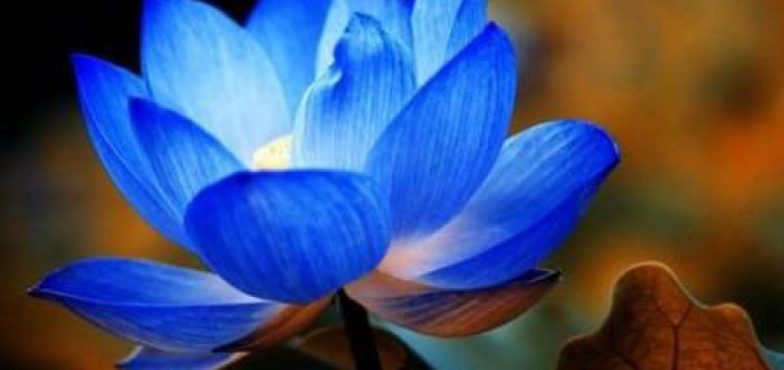 گل نیلوفر آبی