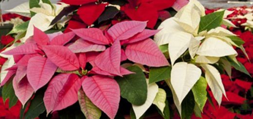 گل بنت قنسول