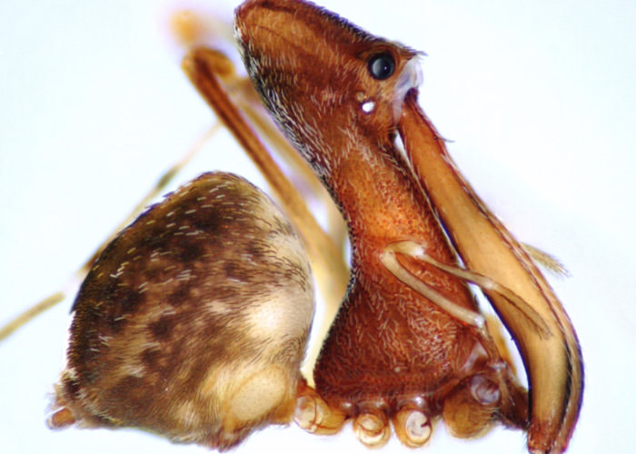 عنکبوت پلیکانی قاتل ماداگاسکار