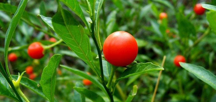 گل گیلاس زینتی