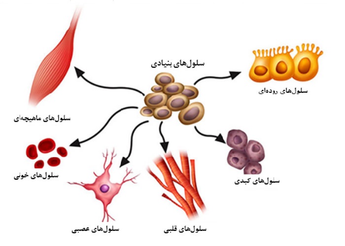 تجدید بافت‌های مختلف بدن از سلول‌های بنیادی