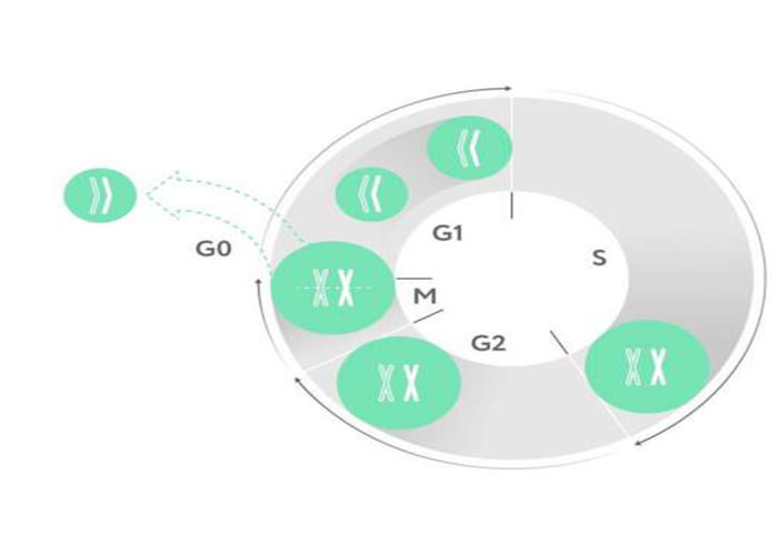 چرخه تقسیم سلول