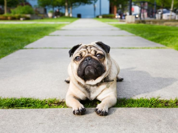 تغییر سبک زندگی لاغری,comp-1647238-walk5minmore600x450