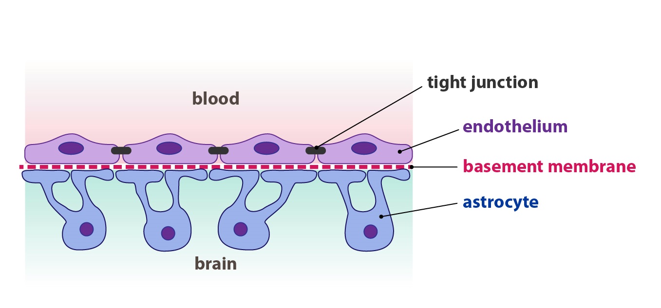blood brain barrier 2