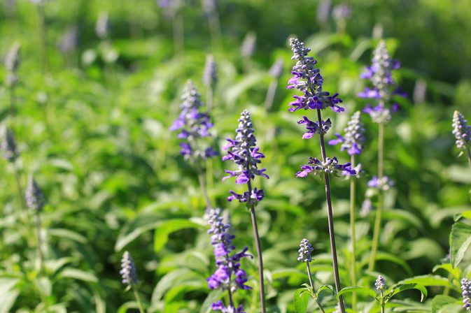 روغن اسطوخودوس