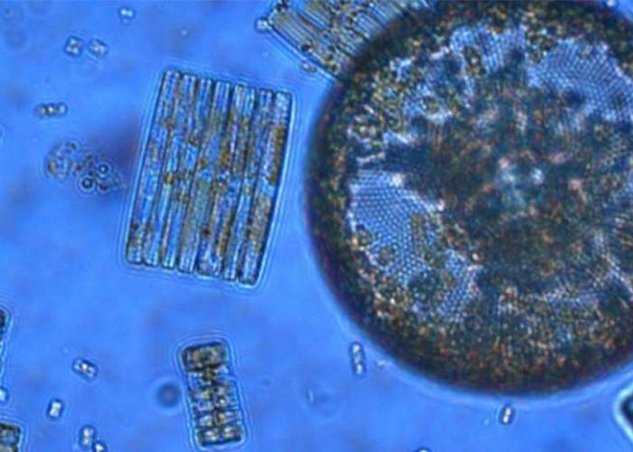 تاثیر اسیدی شدن آب روی رشد دیاتوم ها