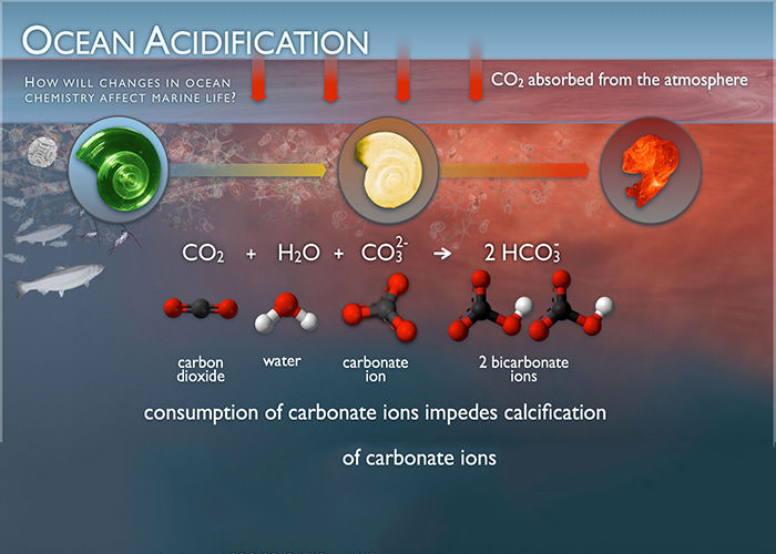 اسیدی شدن آب اقیانوس