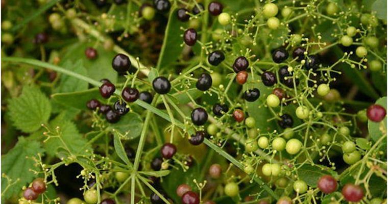 طبیعت و خواص درمانی گیاه روناس