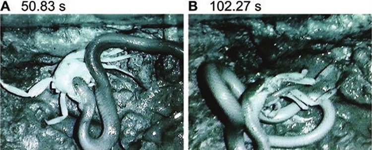 شکار خرچنگ توسط مار