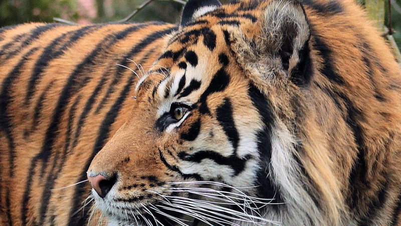 جاذبه های لندن 