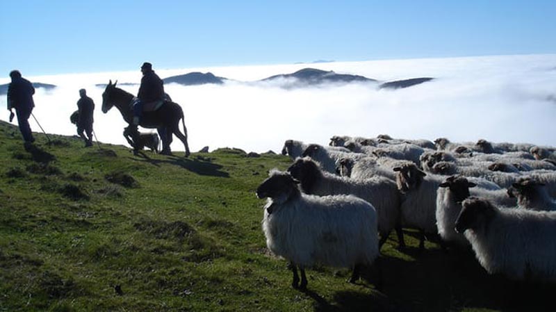 ارتفاعات باسک