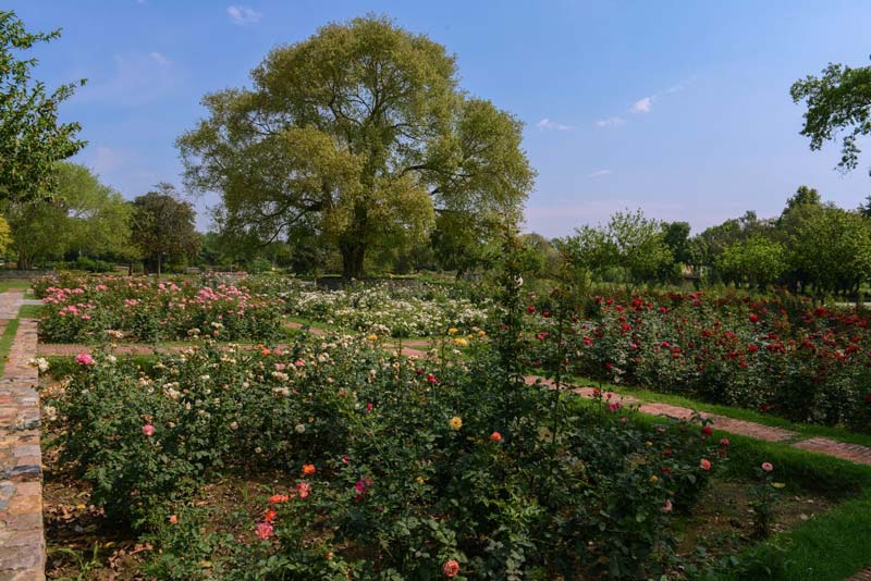 مجموعه ساندر نرسری