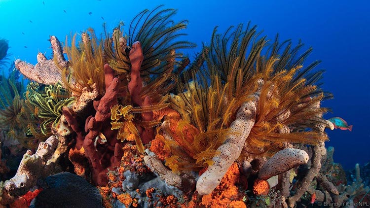 صخره مرجانی