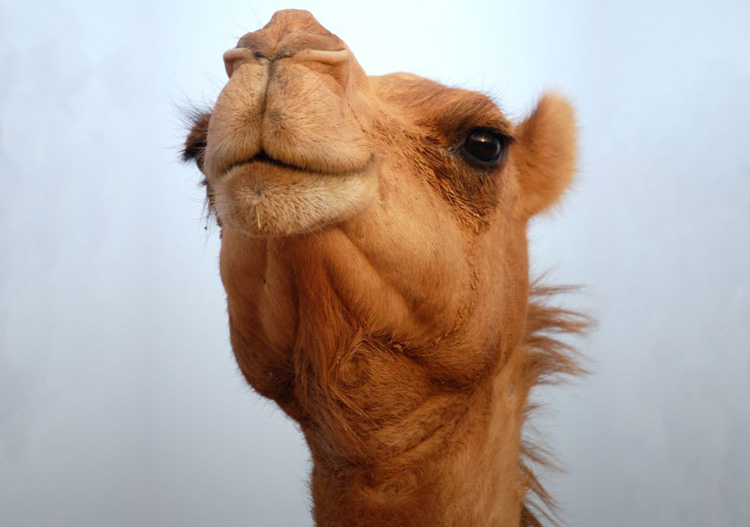 عکس داخل متن